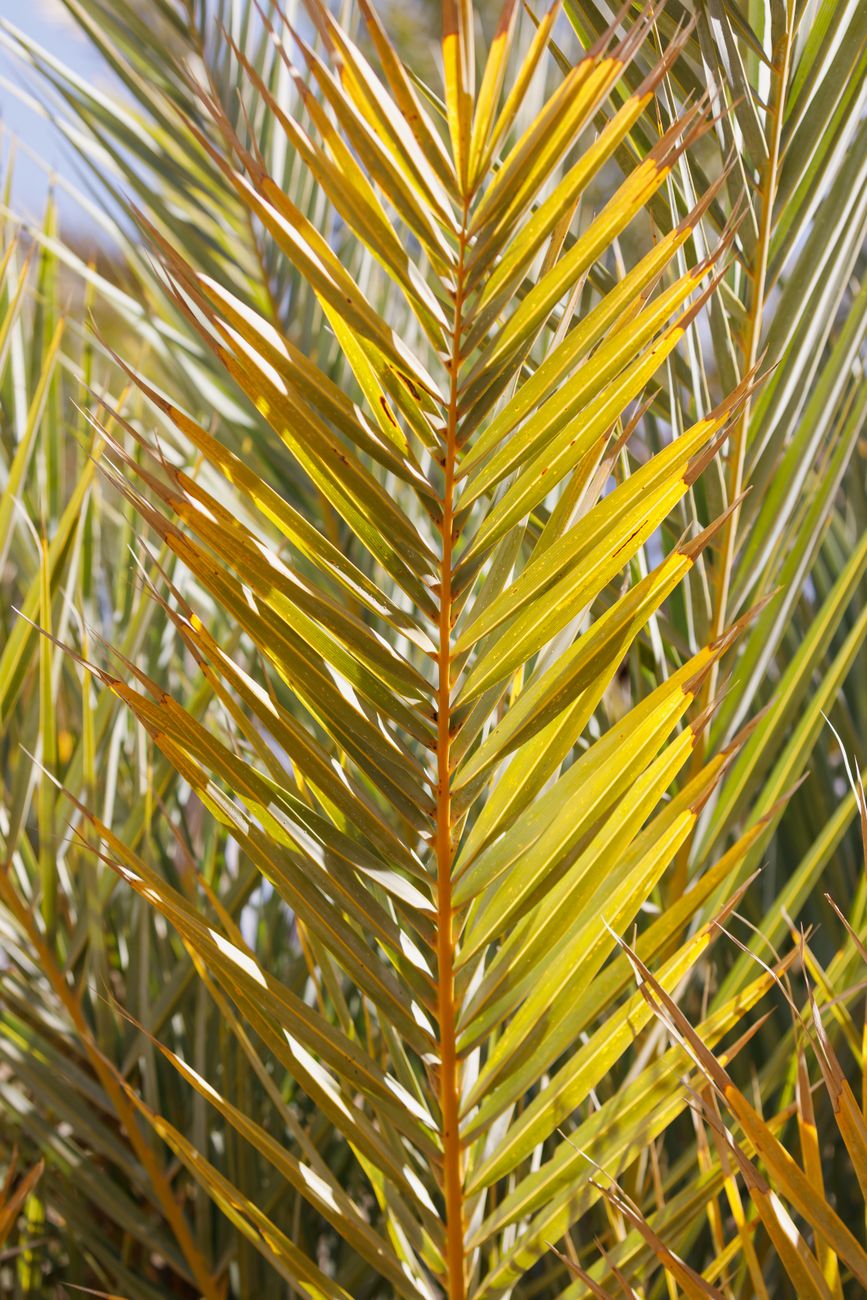 Yellow Plant Leaves