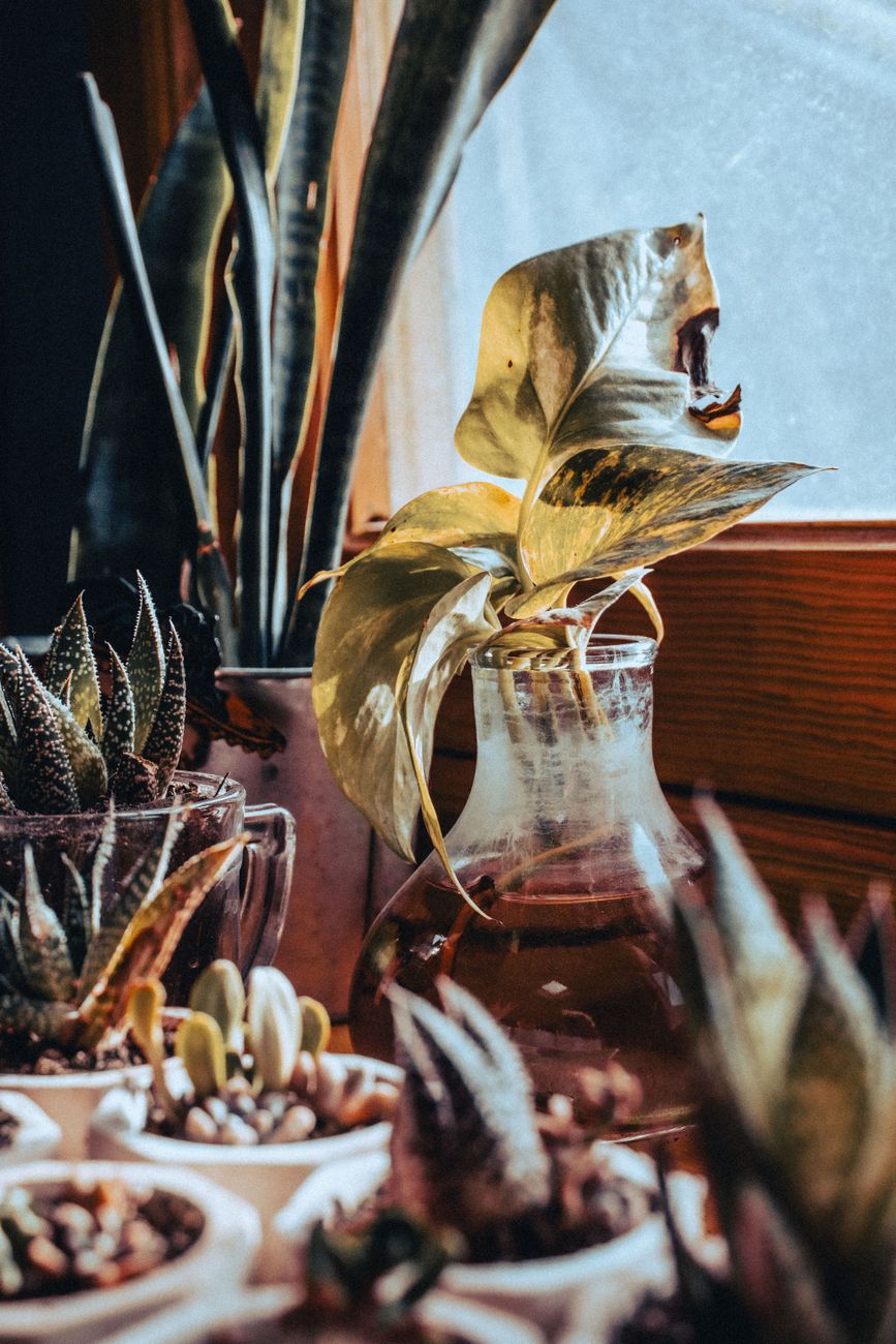 A beautiful arrangement of indoor plants in vases by a sunlit window.