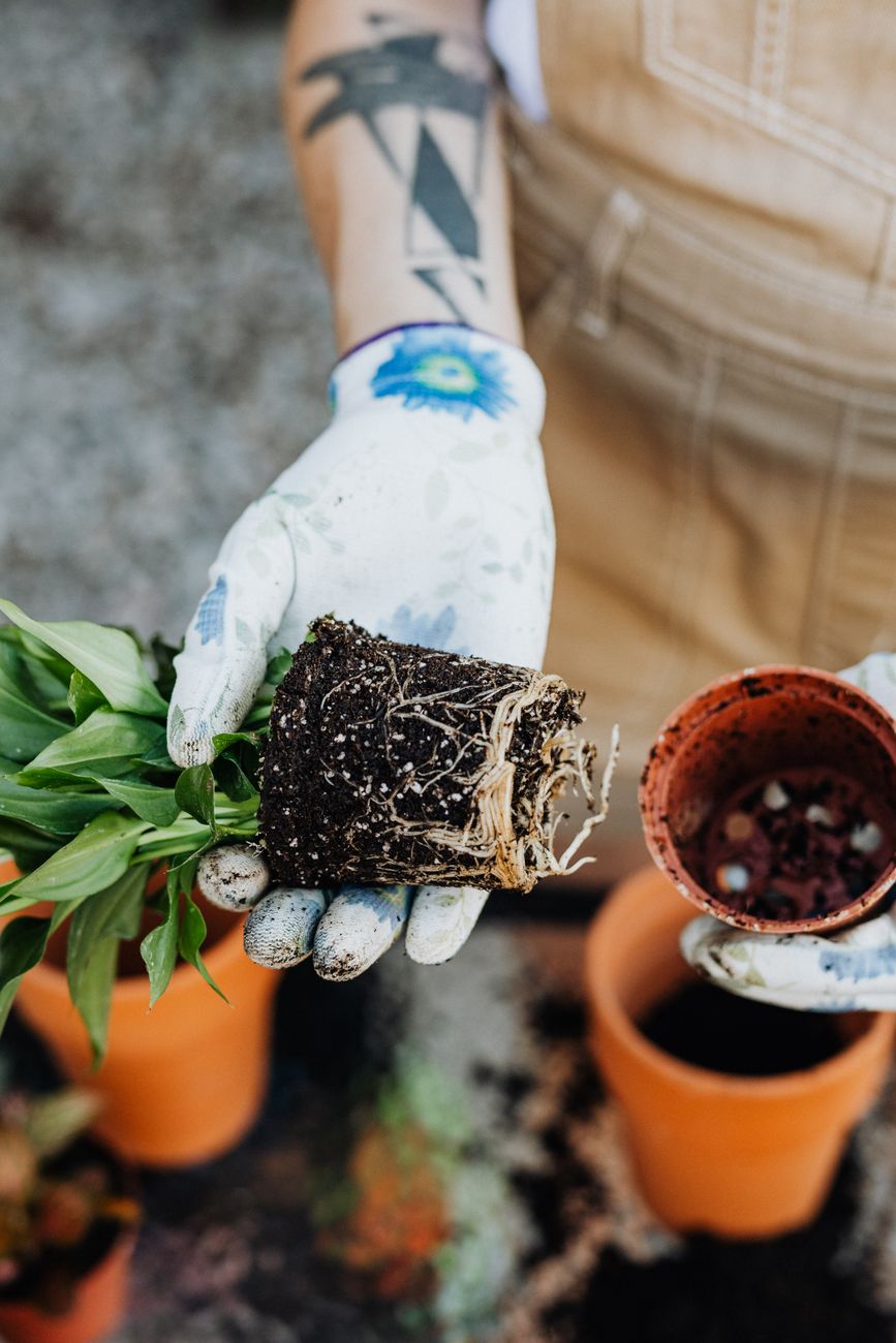 Repotting Plant Soil