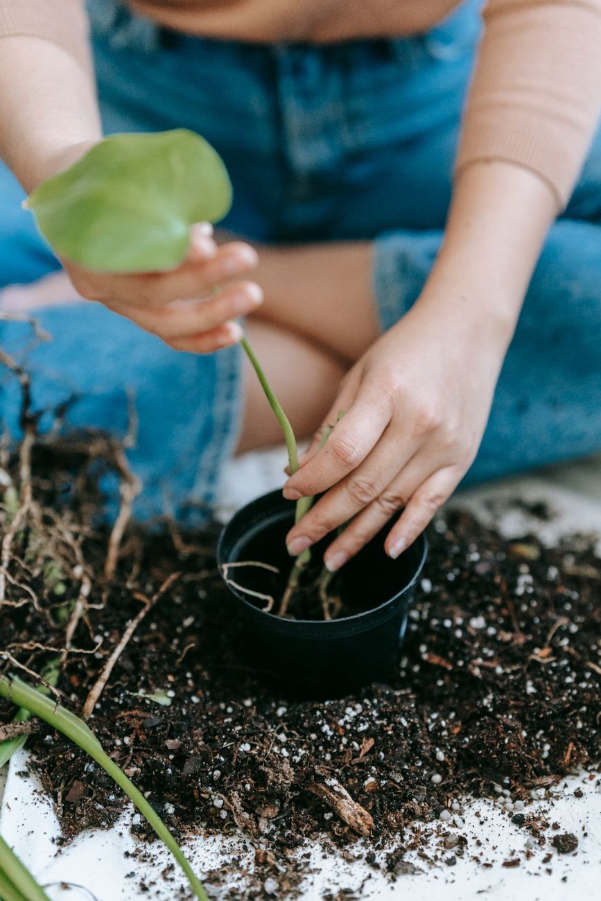 Hands Planting Soil