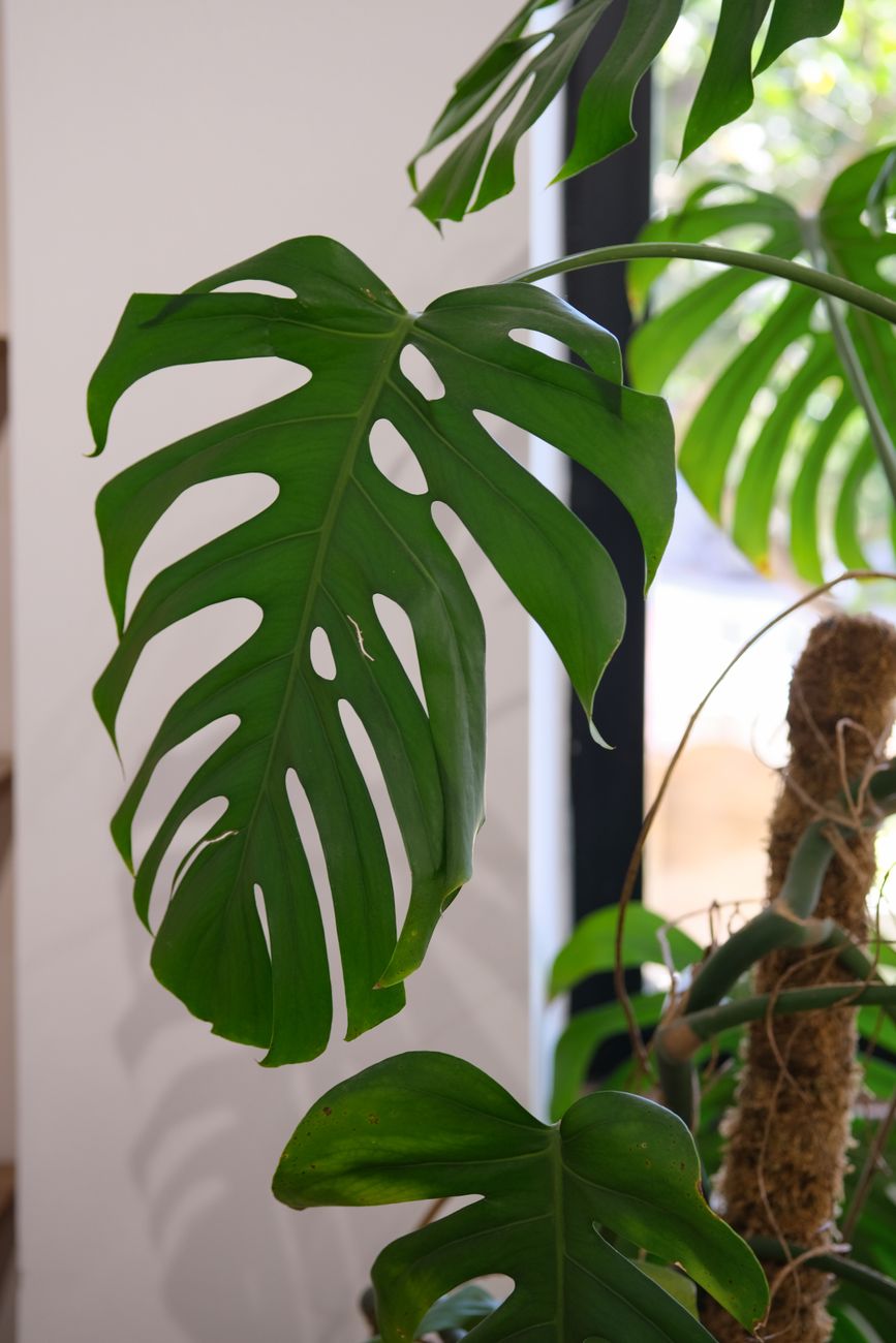 Monstera Leaf