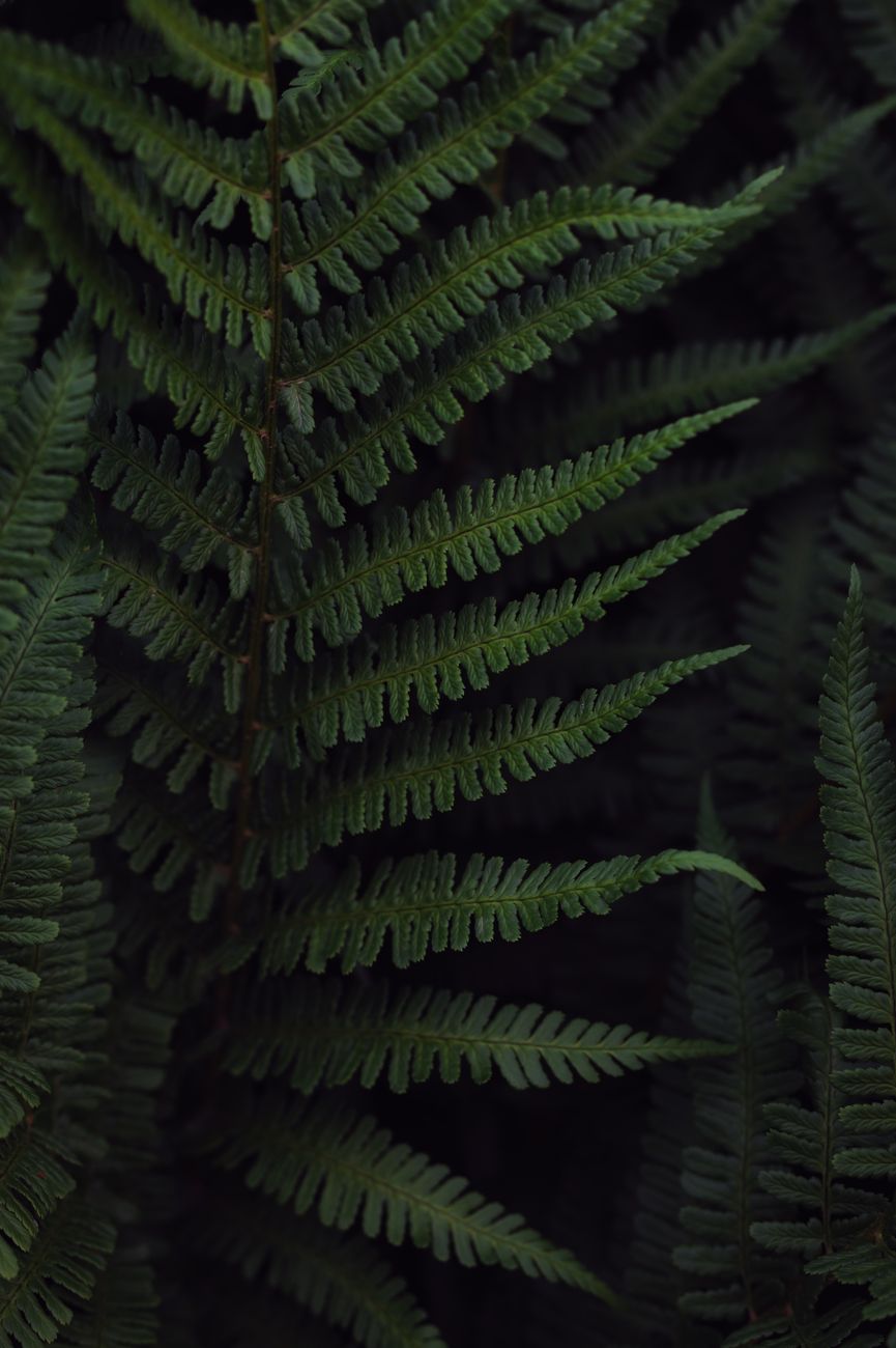 Fern Leaves