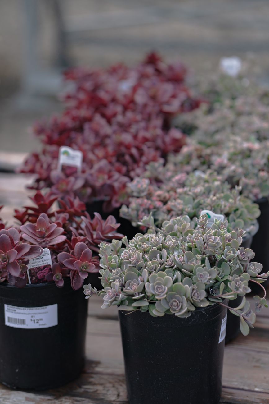 Succulent Collection