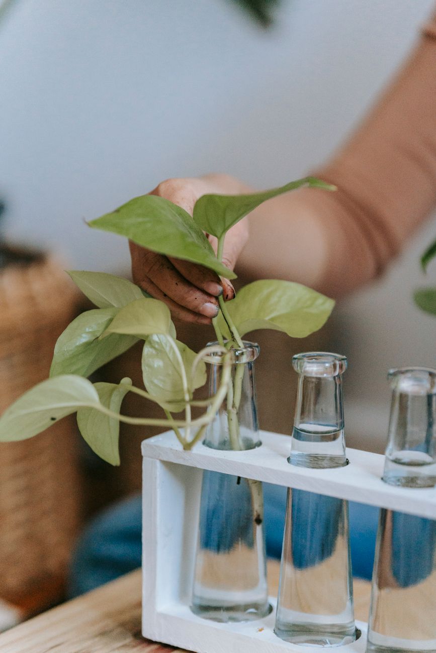 Plant Propagation Cuttings