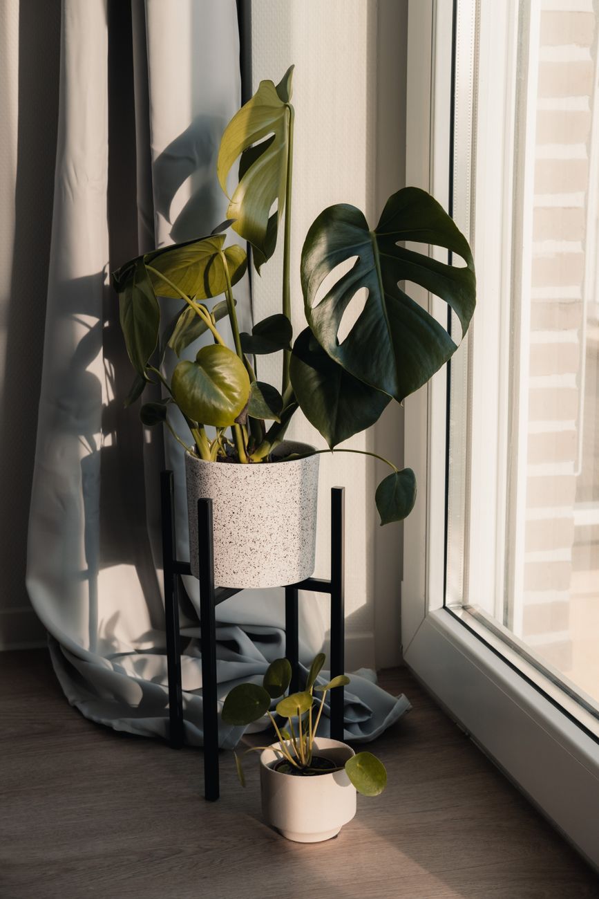 Monstera Plant In Pot