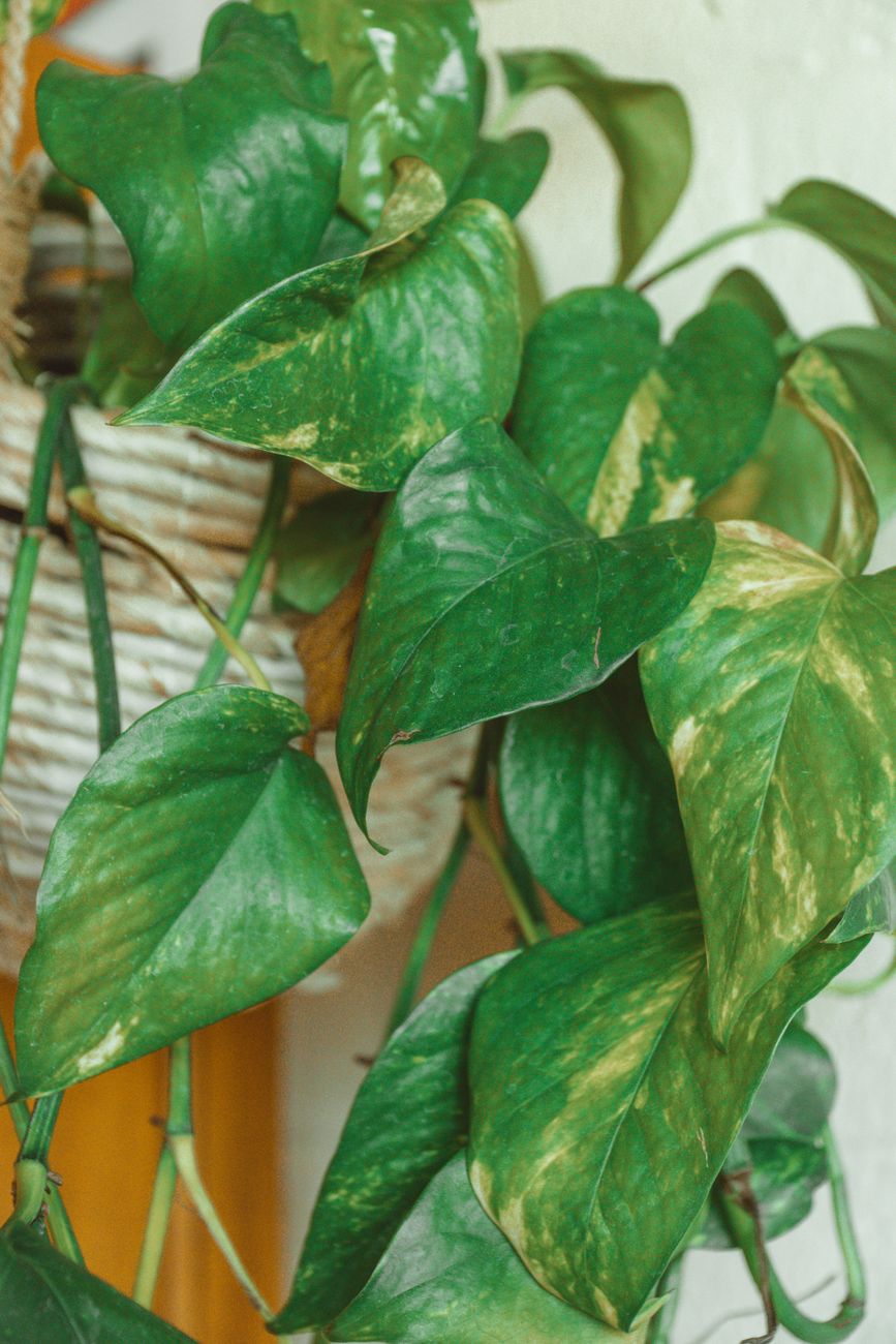 Pothos Trailing Plant